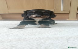 Cocker Spaniel dogs for sale: QUALITY COCKER SPANIAL PUPPIES VARIOUS COLOURS - Image 30