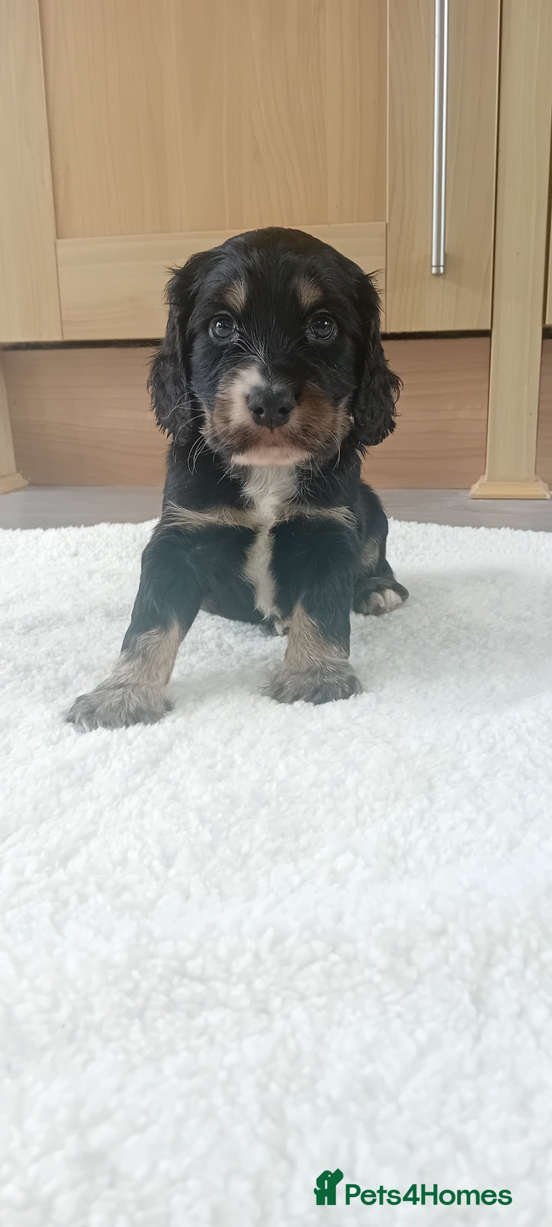 Cocker Spaniel dogs for sale: QUALITY COCKER SPANIAL PUPPIES VARIOUS COLOURS - Image 30