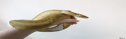 Python Snake reptiles for sale: Royal pythons - Advert 9