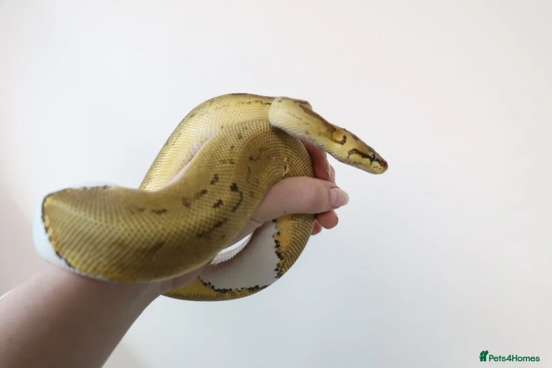Python Snake reptiles for sale: Royal pythons - Advert 7