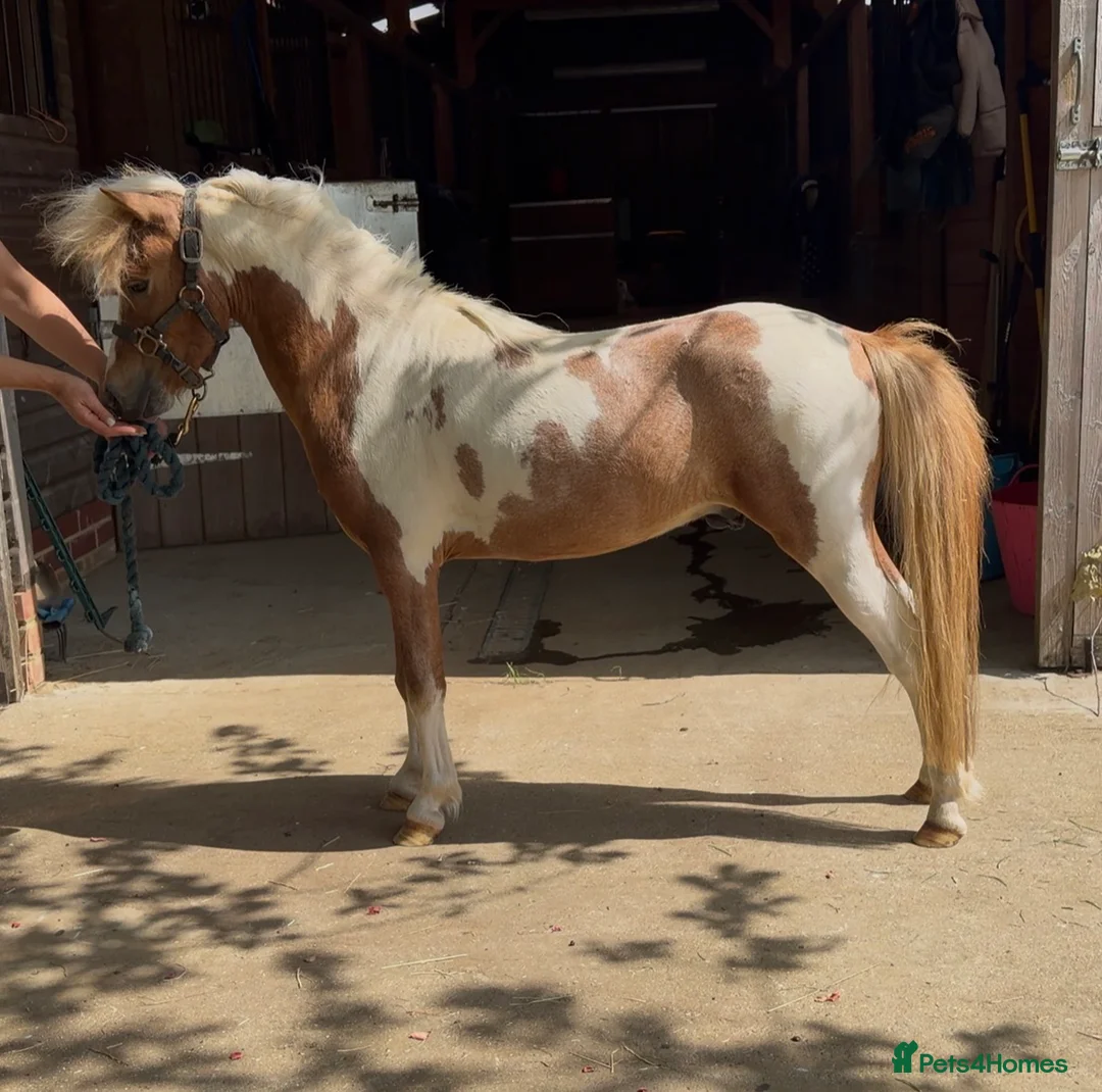 Miniature horses for sale: Gorgeous British Miniature horse  in Milton Keynes - Advert 2