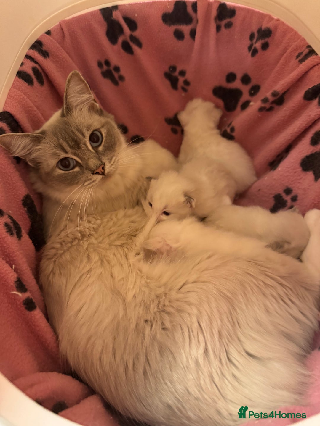 Ragdoll cats for sale: Ragdoll kittens  - Advert 13