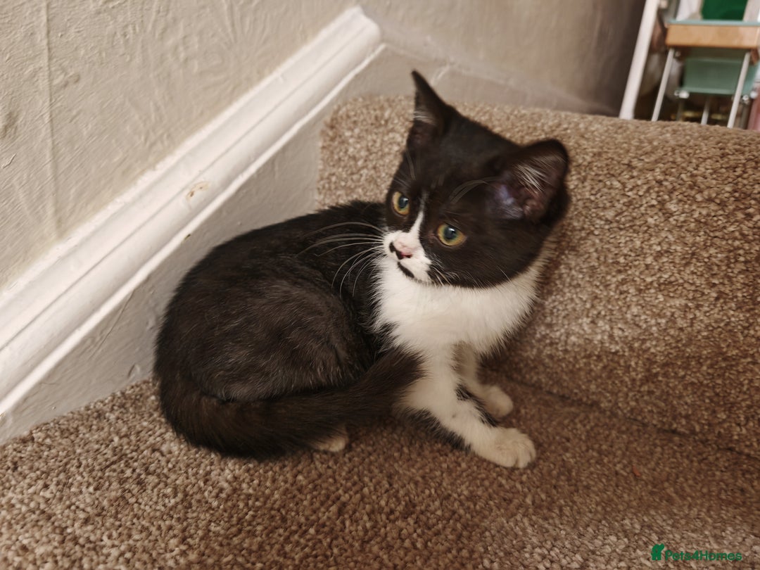 Mixed Breed cats for sale: British Shorthair X Kittens  - Advert 6