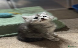 Mixed Breed cats for sale: Persian Chinchilla Cross kittens - Image 5