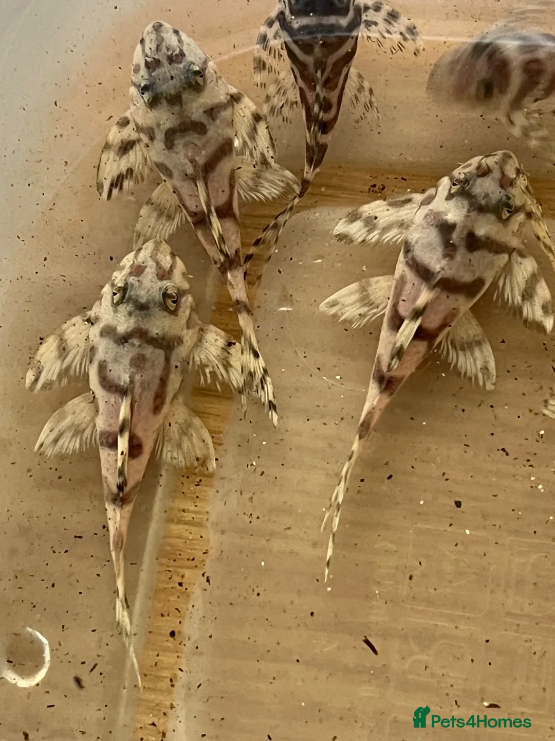 Plecos fish for sale: L236sw Pleco. 1” £75 - Advert 2