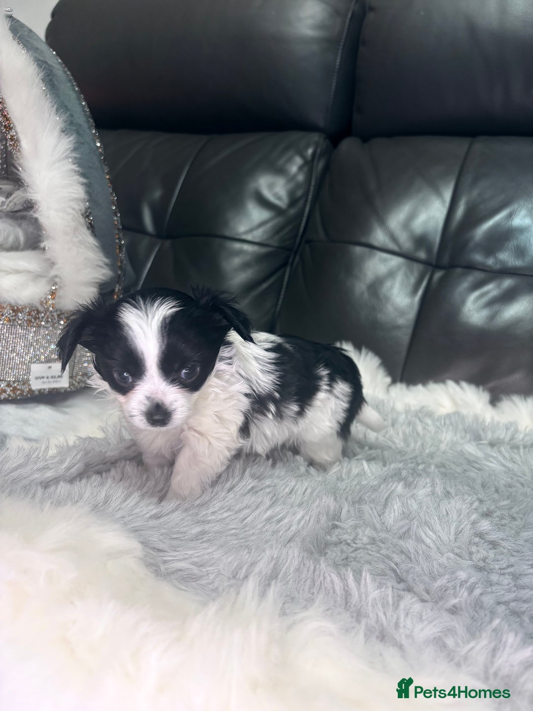 Chihuahua dogs for sale: Stunning tiny Chihuahua puppy’s male female  - Advert 14