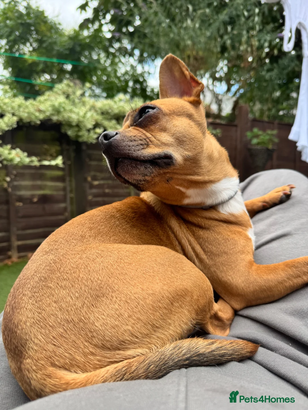 Mixed Breed dogs for sale: Beautiful Nala 5yo Chihuahua X French Bulldog - Advert 2