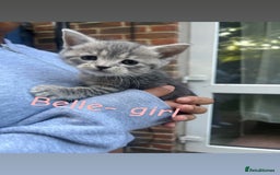 British Shorthair cats for sale: Stunning British short hair 4 sale  - Image 1