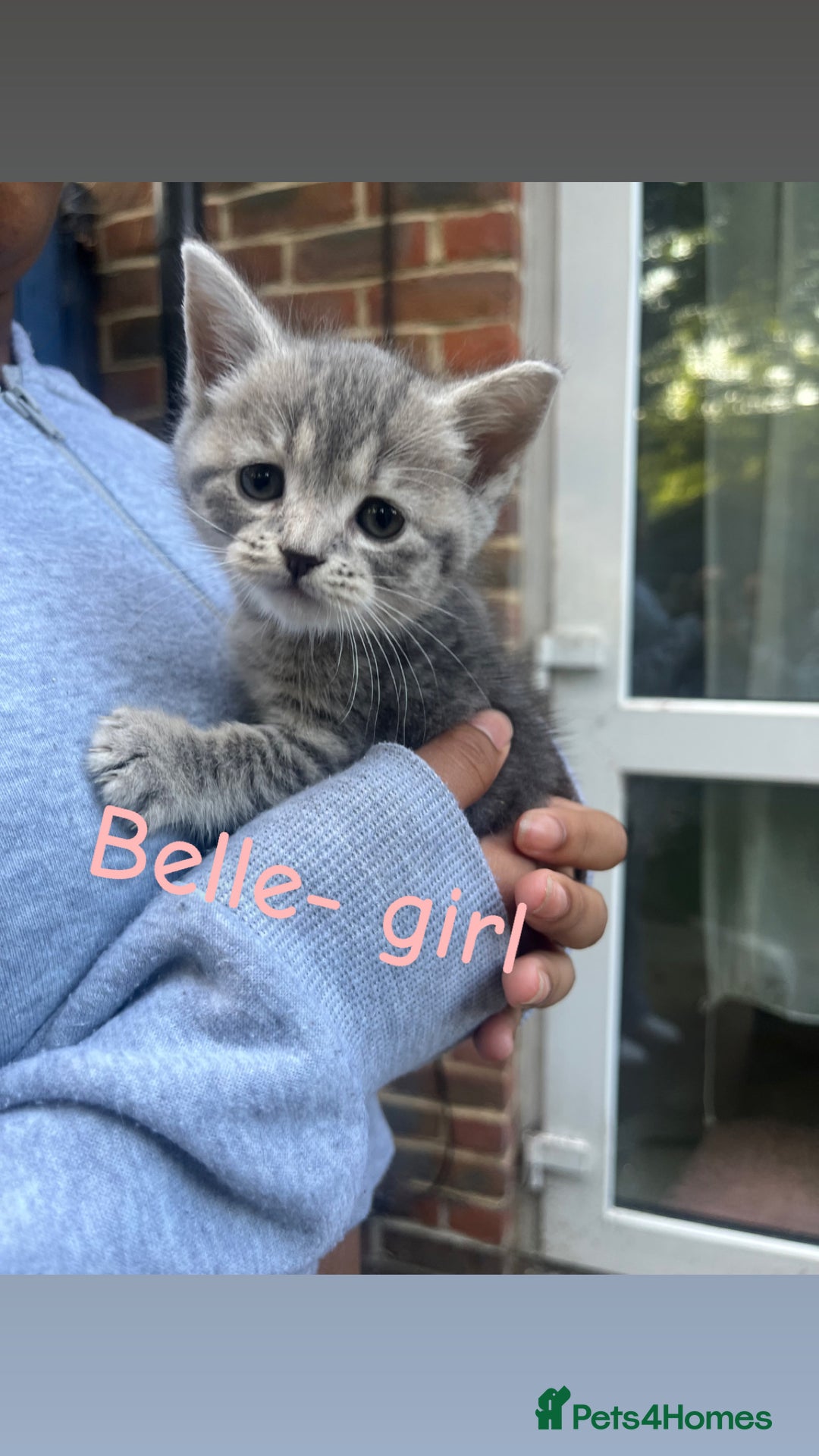 British Shorthair cats for sale: Stunning British short hair 4 sale  - Image 1