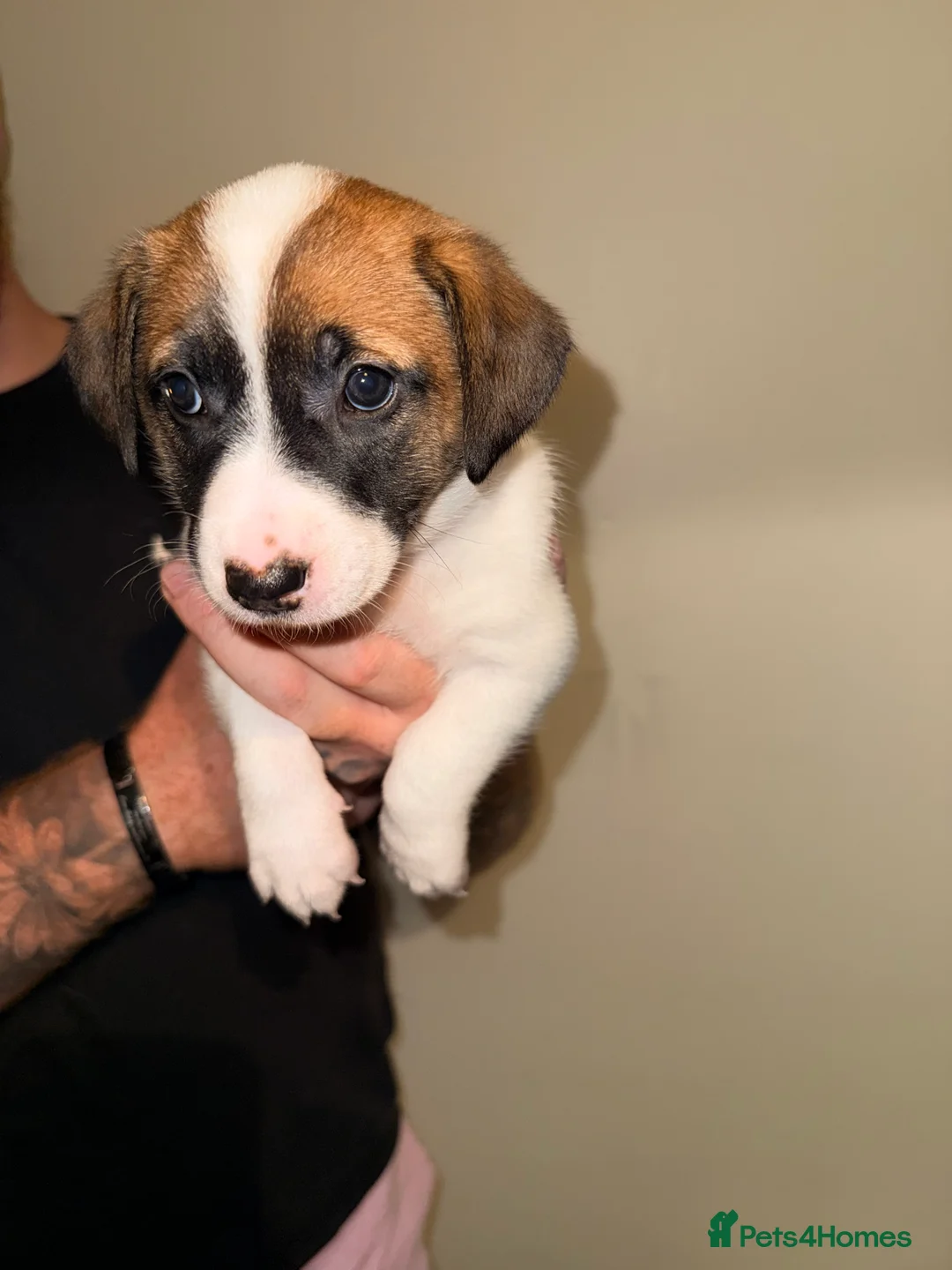 Mixed Breed dogs for sale: German Shepherd x Staffy x Jack Russell puppies  - Advert 7
