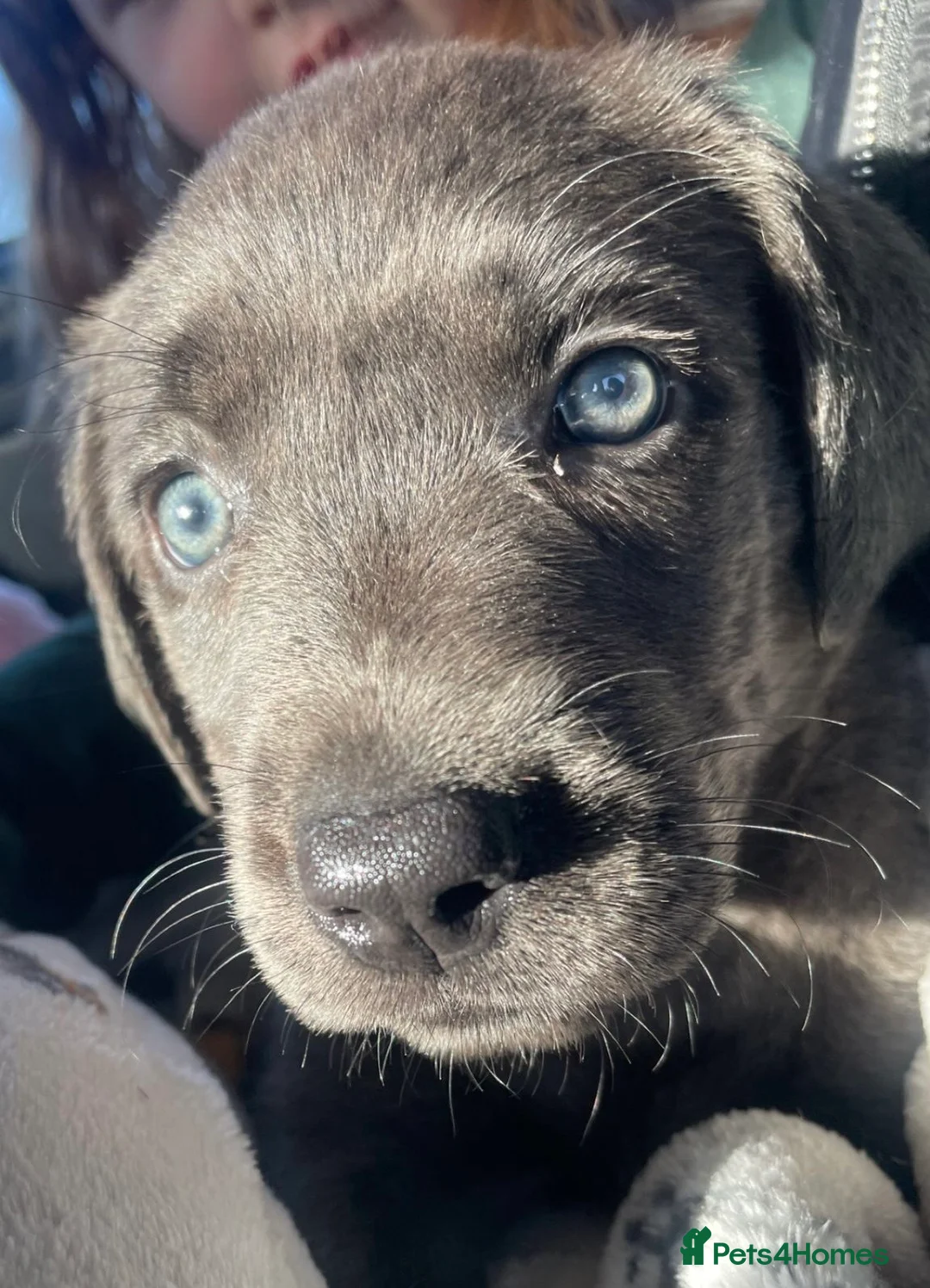Labrador Retriever dogs for sale: Stunning pure pedigree silver labrador puppies - Advert 9