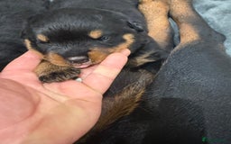 Rottweiler dogs for sale: Rottweiler puppies  - Image 6