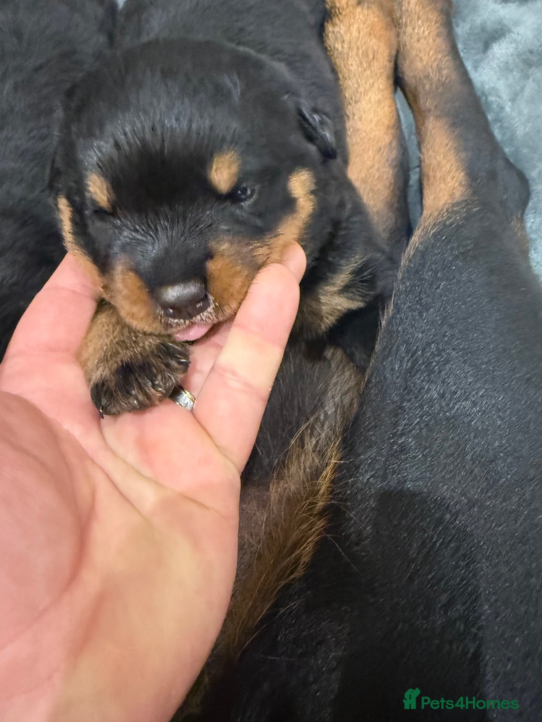 Rottweiler dogs for sale: Rottweiler puppies  - Image 6