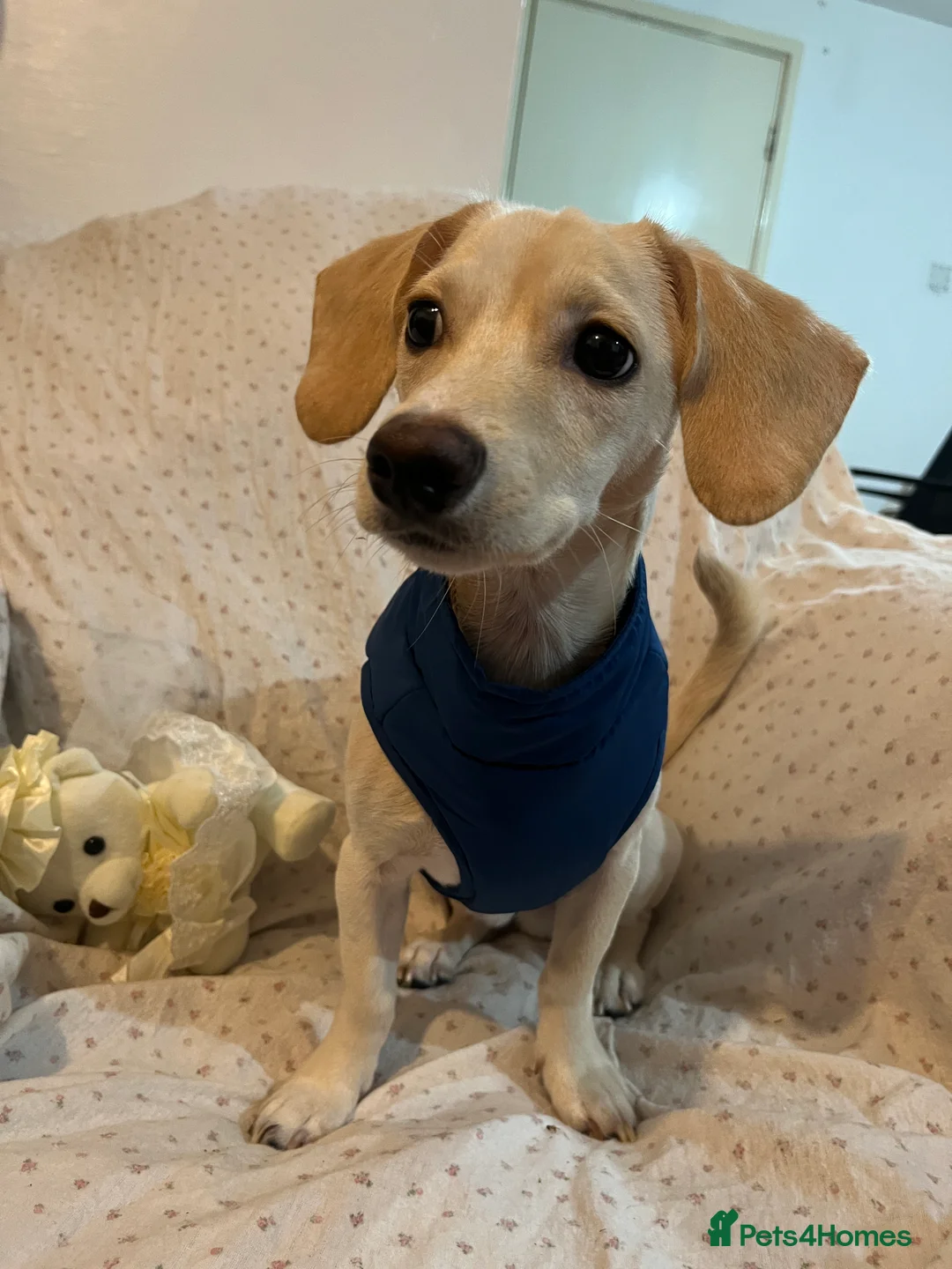 Jackshund dogs for sale: Jackweenie for sale  - Advert 1