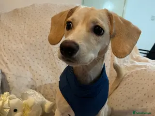 Jackshund dogs Jackweenie for sale - Advert 1