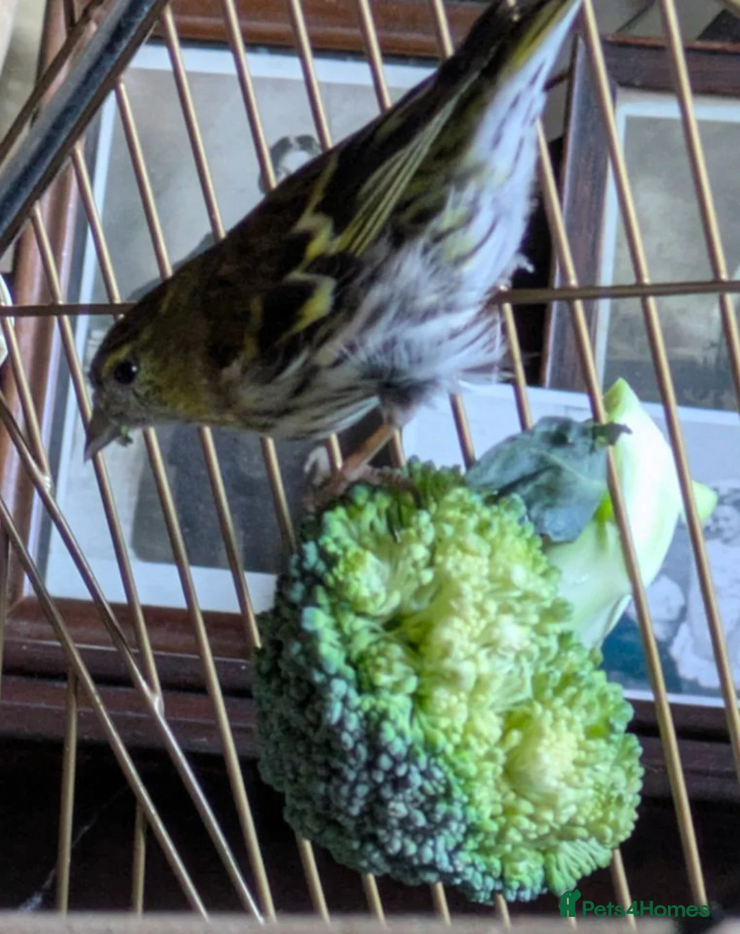 Finches birds for sale: Siskins ( pair) in Cowbridge - Advert 8