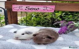 Guinea Pig rodents for sale: Beautiful pairs of baby girl guinea pigs  - Image 6