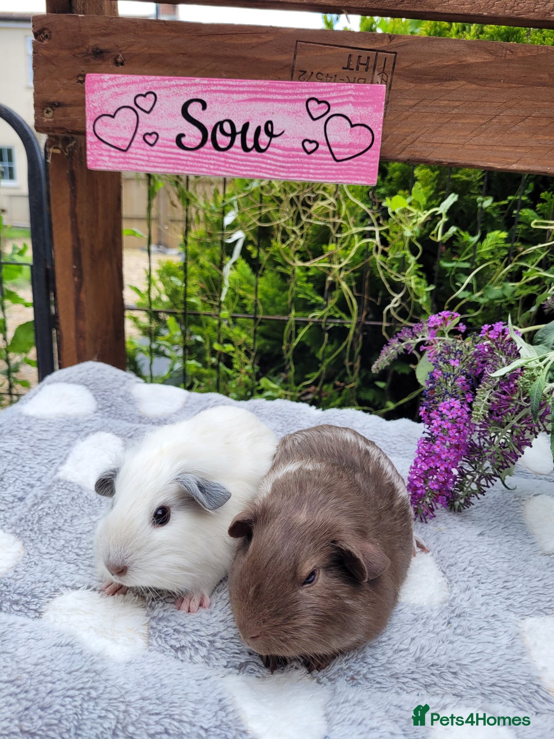 Guinea Pig rodents for sale: Beautiful pairs of baby girl guinea pigs  - Image 6