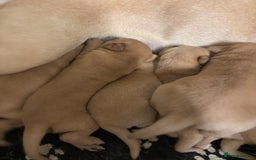 Labrador Retriever dogs for sale: Fox red Labrador - Image 4