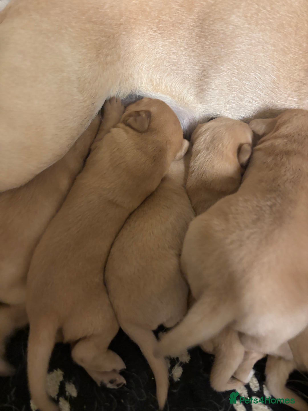 Labrador Retriever dogs for sale: Fox red Labrador - Image 4