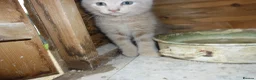 Mixed Breed cats for sale: 4 Ginger male kittens for sale to loving homes - Advert 6