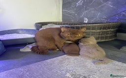 British Shorthair cats for sale: 🏆 BSH Cream male available 🏆 - Image 9