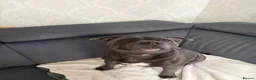 Staffordshire Bull Terrier dogs for sale: Blue Staffordshire bull terriers  - Advert 23