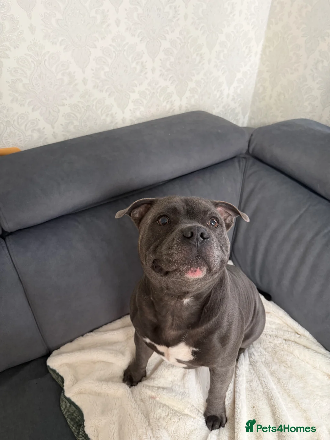 Staffordshire Bull Terrier dogs for sale: Blue Staffordshire bull terriers  - Advert 23