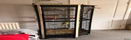 Ringnecks birds for sale: Rio - RingNeck talking parrot  in Pembroke Dock - Advert 3