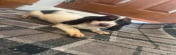 Sprocker dogs for sale: 🐾  Beautiful F2 Sprocker Spaniel Puppies 🐾 - Advert 4