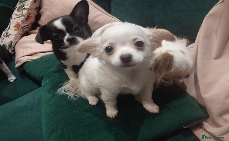 Chihuahua dogs - Advert 1