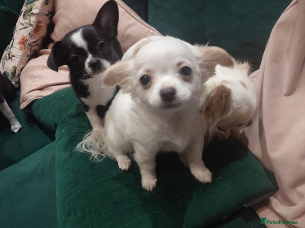 Chihuahua dogs - Advert 7
