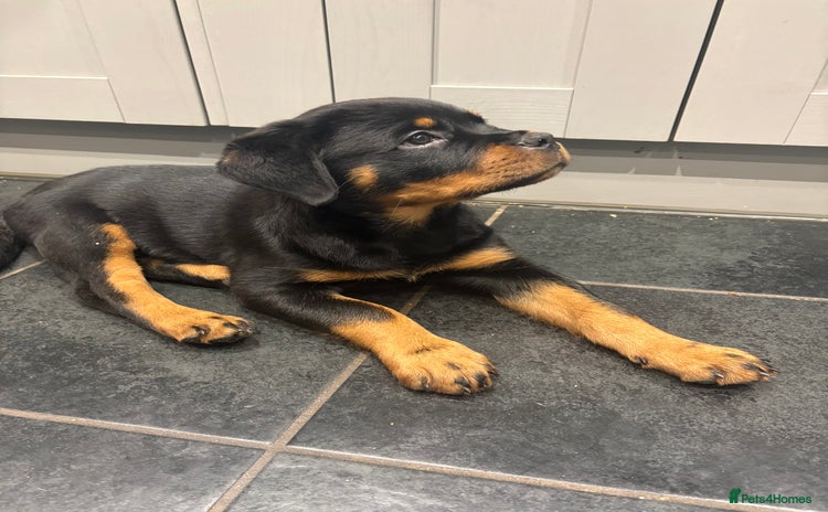 Rottweiler dogs - Advert 5