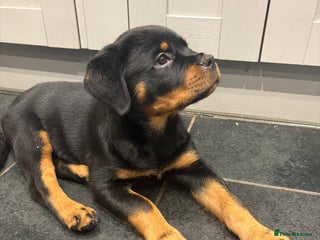 Rottweiler dogs - Advert 24