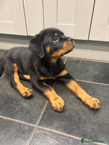 Rottweiler dogs - Advert 5