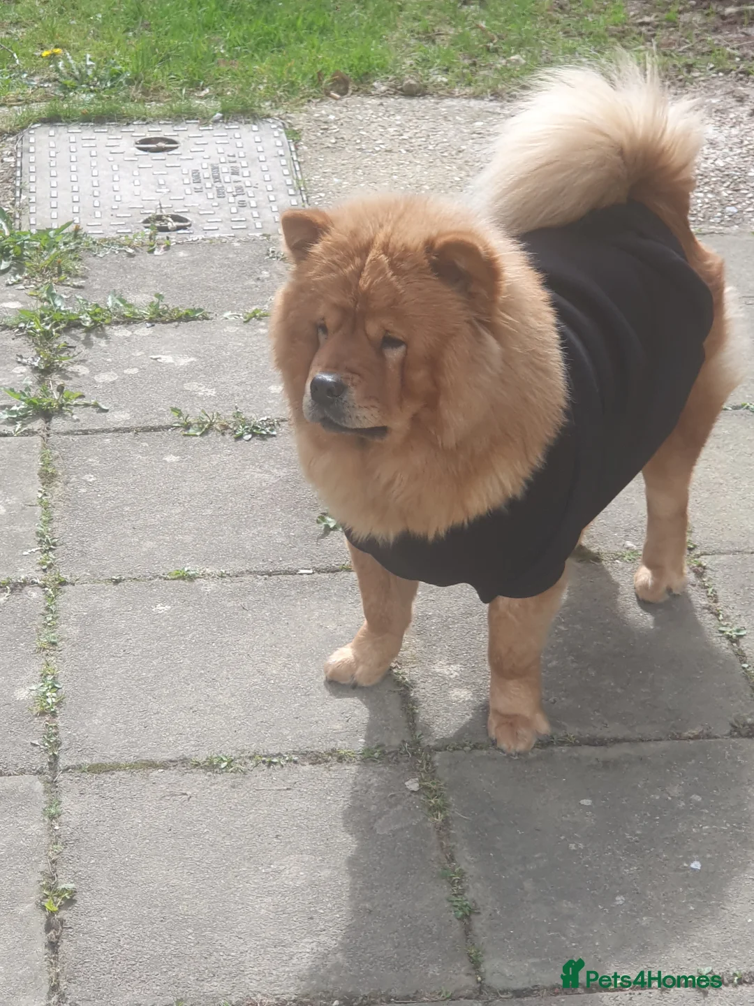 Chow Chow dogs for sale: Chow chow Luna - Advert 6