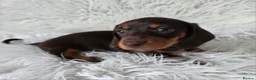 Miniature Dachshund dogs for sale: kc reg, pra clear daxi pups. 5* licensed breeder  - Advert 5