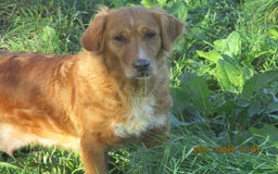 Golden Retriever dogs for sale: golden retriever x breeding bitch - Advert 3