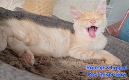Maine Coon cats for sale: VARIOUS FULL PEDIGREE MAINE COON KITTENS FOR SALE in Rotherham - Image 19