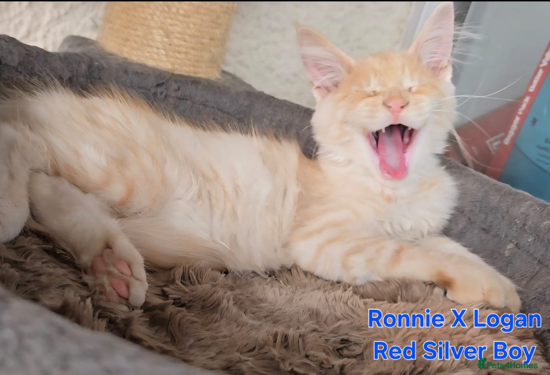 Maine Coon cats for sale: VARIOUS FULL PEDIGREE MAINE COON KITTENS FOR SALE in Rotherham - Image 19