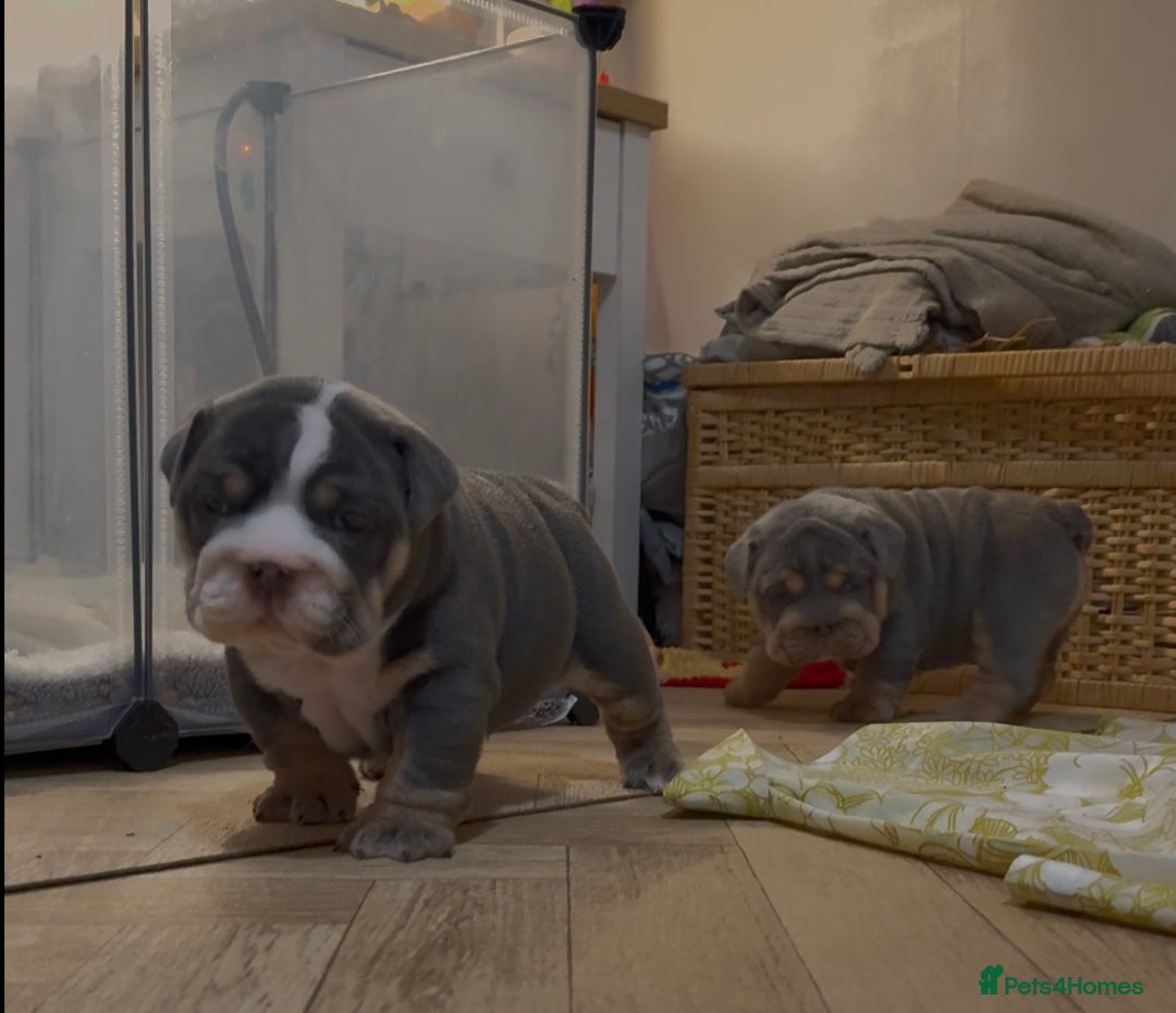 English Bulldog dogs for sale: English bulldog puppies - Advert 30