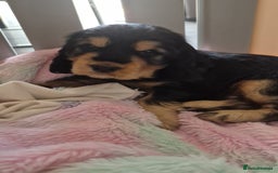 Cocker Spaniel dogs for sale: 1 Black and Tan boy KC Show Cocker Spaniel - Image 19