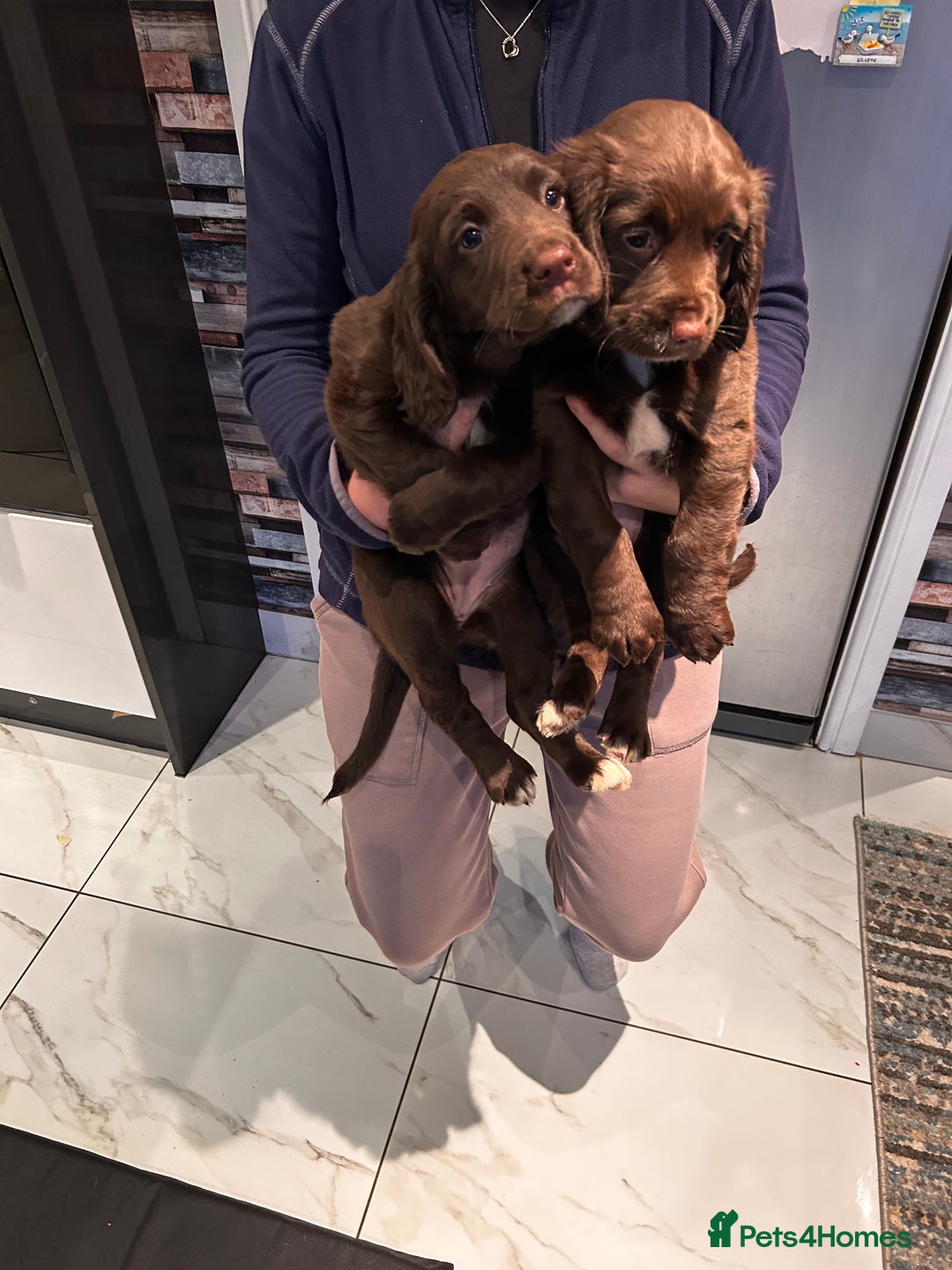 Cocker Spaniel dogs for sale: Two beautiful chocolate cocker spaniels for sale - Advert 7