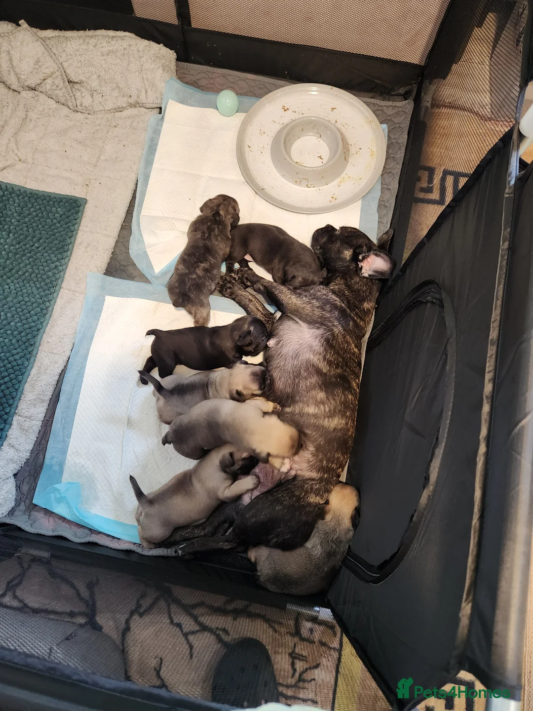 Mixed Breed dogs for sale: 4 Boys 3 Girl puppies - Advert 17