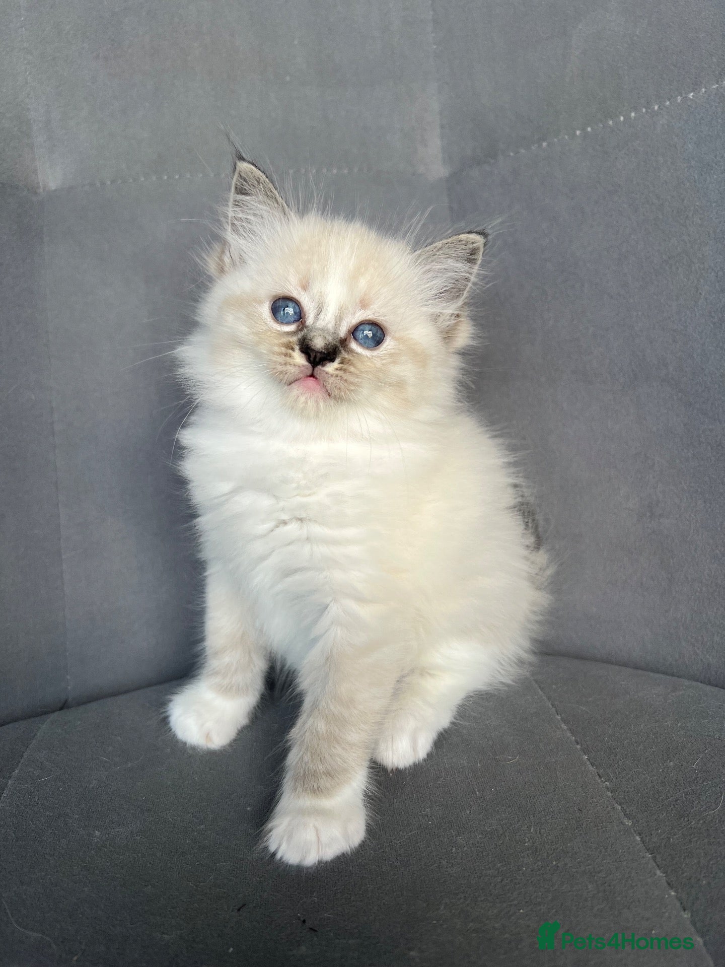 Ragdoll cats Registered Ragdoll Kittens for sale - Advert 1