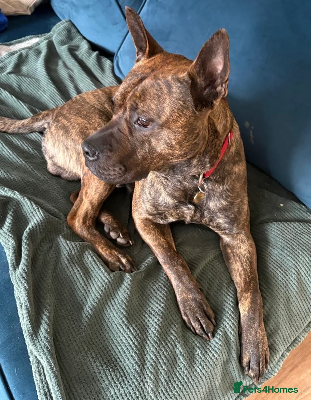 Mixed Breed dogs for sale: Staffy Shar Pei Cross looking for his forever home - Advert 2
