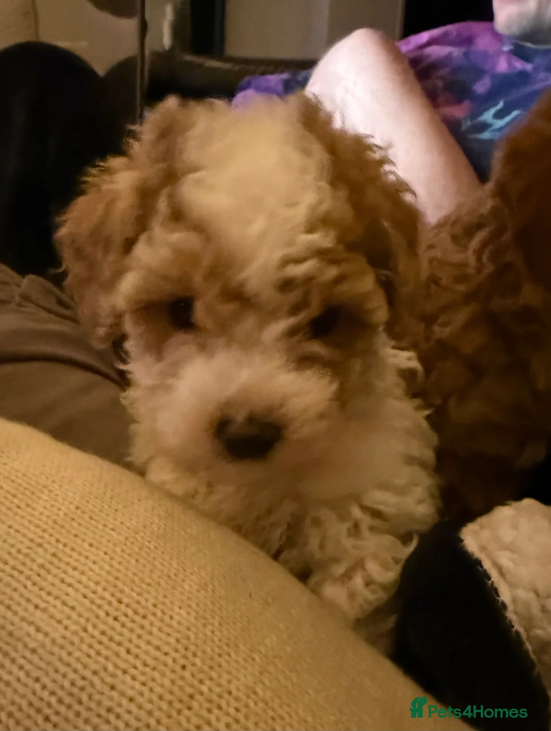 Cavapoo dogs for sale: Beautiful Male Cavapoo Puppy  - Advert 5