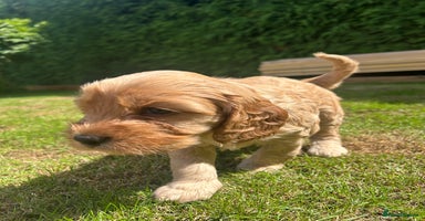 Cockapoo dogs - Advert 6