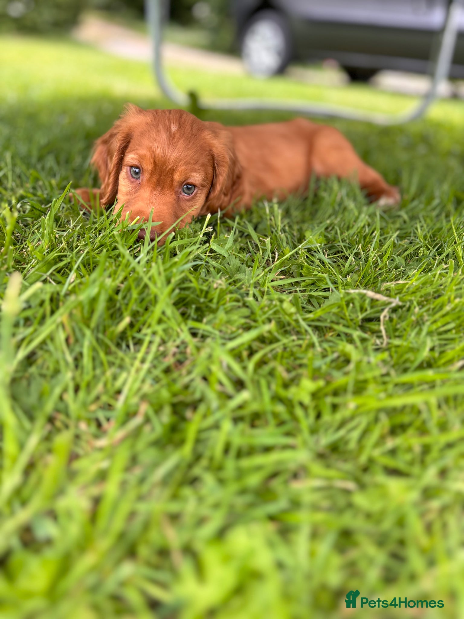 Sprocker dogs for sale: Male sprocker puppies - Advert 9