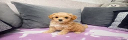 Maltipoo dogs for sale: Tiny Korean Maltipoo  - Advert 3